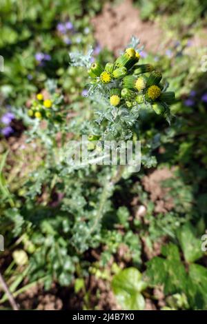 Gewöhnliches Greiskraut (Senecio vulgaris) - Pflanze mit Blütenknospen Banque D'Images