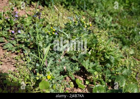 Gewöhnliches Greiskraut (Senecio vulgaris) - Pflanze mit Blütenknospen Banque D'Images