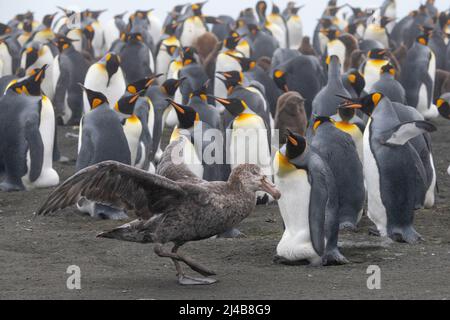 Géorgie du Sud, Gold Harbour. Pétrel géant du nord (Macronectes halli) dans la colonie de pingouins du roi (Aptenodytes patagonica) Banque D'Images