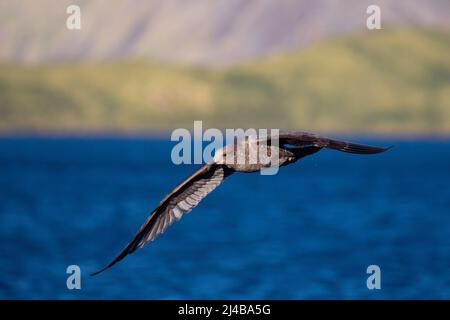 Géorgie du Sud, Stromness. Jeune guette de Kelp (Larus dominicanus) en vol. Banque D'Images