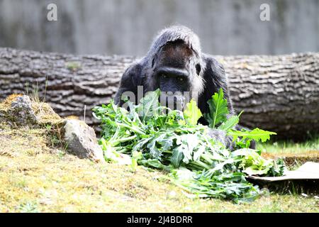 Berlin, Mitte, Allemagne. 13th avril 2022. Berlin: Pour les plus vieux gorilles du monde, les gardiens d'animaux ont préparé un gâteau d'anniversaire coloré dans l'enceinte extérieure du jardin zoologique de Berlin. Le pique-nique est brodé avec des fruits, des légumes, des œufs et des gâteaux de riz. La photo montre la femme gorille dans l'enceinte extérieure. (Credit image: © Simone Kuhlmey/Pacific Press via ZUMA Press Wire) Banque D'Images