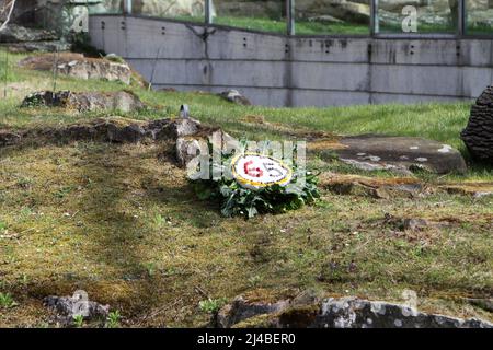 Berlin, Mitte, Allemagne. 13th avril 2022. Berlin: Pour les plus vieux gorilles du monde, les gardiens d'animaux ont préparé un gâteau d'anniversaire coloré dans l'enceinte extérieure du jardin zoologique de Berlin. Le pique-nique est brodé avec des fruits, des légumes, des œufs et des gâteaux de riz. (Credit image: © Simone Kuhlmey/Pacific Press via ZUMA Press Wire) Banque D'Images