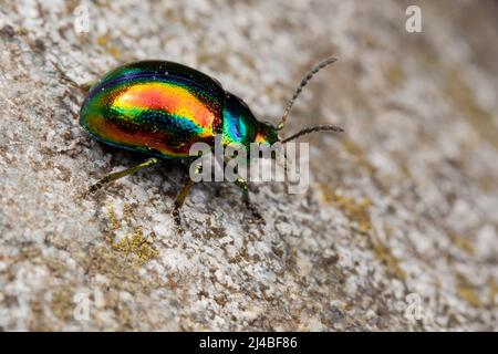 Chrysolina fastuosa insecte brillant multicolore sur la roche Banque D'Images