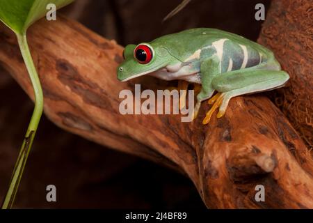 Grenouille d'arbre à œil rouge qui croque sur une branche en regardant vers le bas et se prépare pour sauter Banque D'Images