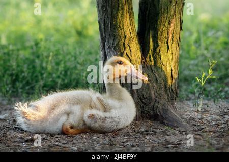 Adorable petit bébé le mouscovy canette repose sous un arbre à l'ombre. Magnifique soleil doré le soir et un fond vert flou. Banque D'Images