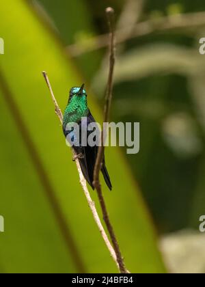 Woodnymph Hummingbird couronné en Équateur Banque D'Images