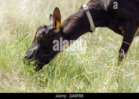 Portrait en gros plan d'une herbe de chèvre brun foncé mangeant. Pâturage de chèvre en liberté dans une petite ferme laitière rurale biologique. Banque D'Images