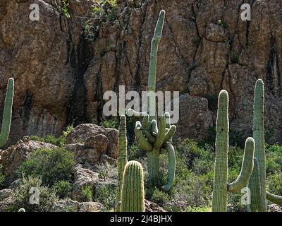 Les magnifiques formations rocheuses et les variétés impressionnantes de cactus près de la ville de Superior, Arizona, font pour des paysages variés Banque D'Images