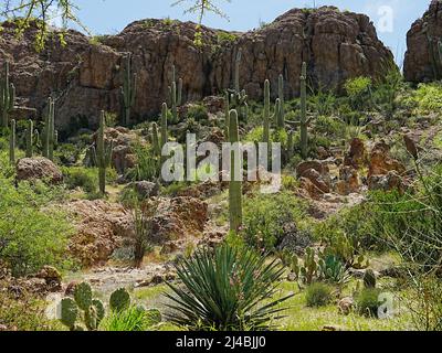 Les magnifiques formations rocheuses et les variétés impressionnantes de cactus près de la ville de Superior, Arizona, font pour des paysages variés Banque D'Images