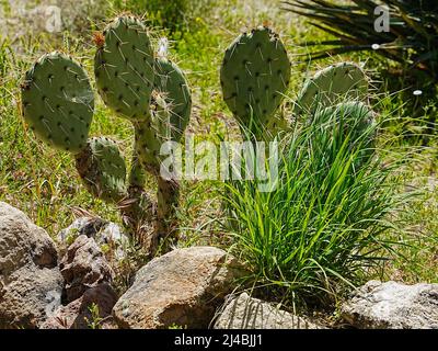 Les magnifiques formations rocheuses et les variétés impressionnantes de cactus près de la ville de Superior, Arizona, font pour des paysages variés Banque D'Images