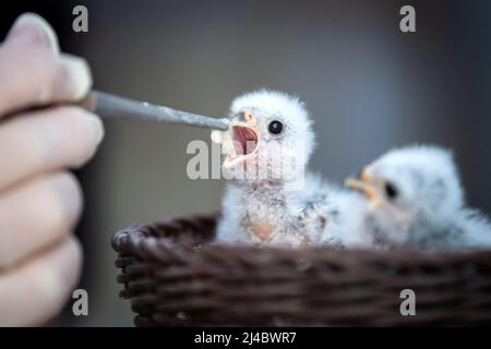 Walsrode, Allemagne. 13th avril 2022. De jeunes faucons nains à collier sont nourris dans la station pour jeunes animaux du parc ornithologique. Pâques est également un moment spécial au Weltvogelpark Walsrode. Bon nombre des quelque 4 000 oiseaux de 650 espèces sont dus à la progéniture. Credit: Sina Schuldt/dpa/Alay Live News Banque D'Images