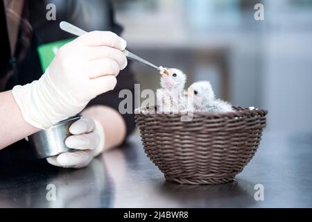 Walsrode, Allemagne. 13th avril 2022. De jeunes faucons nains à collier sont nourris dans la station pour jeunes animaux du parc ornithologique. Pâques est également un moment spécial au Weltvogelpark Walsrode. Bon nombre des quelque 4 000 oiseaux de 650 espèces sont dus à la progéniture. Credit: Sina Schuldt/dpa/Alay Live News Banque D'Images