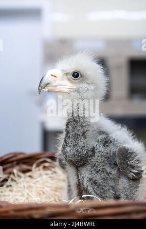 Walsrode, Allemagne. 13th avril 2022. Un jeune aigle géant se trouve dans un panier dans la station pour jeunes animaux du parc ornithologique. Pâques est également un moment spécial au Weltvogelpark Walsrode. Bon nombre des quelque 4 000 oiseaux de 650 espèces sont dus à la progéniture. Credit: Sina Schuldt/dpa/Alay Live News Banque D'Images