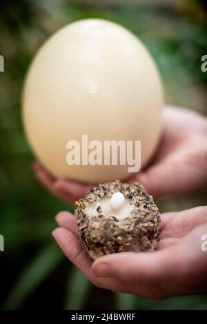 Walsrode, Allemagne. 13th avril 2022. Une employée de parc d'oiseaux tient le petit œuf d'un colibri dans un nid et le gros œuf d'un autruche entre ses mains. Pâques est également un moment spécial au Weltvogelpark Walsrode. Bon nombre des quelque 4 000 oiseaux de 650 espèces sont dus à la progéniture. Credit: Sina Schuldt/dpa/Alay Live News Banque D'Images