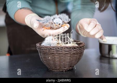 Walsrode, Allemagne. 13th avril 2022. De jeunes faucons nains à collier sont nourris dans la station pour jeunes animaux du parc ornithologique. Pâques est également un moment spécial au Weltvogelpark Walsrode. Bon nombre des quelque 4 000 oiseaux de 650 espèces sont dus à la progéniture. Credit: Sina Schuldt/dpa/Alay Live News Banque D'Images