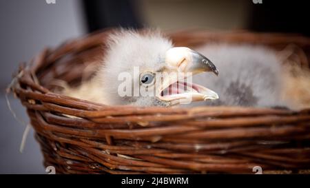 Walsrode, Allemagne. 13th avril 2022. Un jeune aigle géant se trouve dans un panier dans la station pour jeunes animaux du parc ornithologique. Pâques est également un moment spécial au Weltvogelpark Walsrode. Bon nombre des quelque 4 000 oiseaux de 650 espèces sont dus à la progéniture. Credit: Sina Schuldt/dpa/Alay Live News Banque D'Images