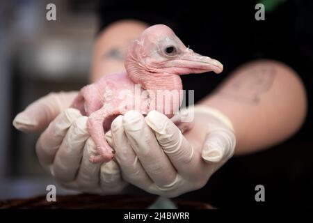 Walsrode, Allemagne. 13th avril 2022. Un gardien tient un jeune pélican spectaculaire dans la station pour jeunes animaux du parc ornithologique. Pâques est également un moment spécial au Weltvogelpark Walsrode. Bon nombre des quelque 4 000 oiseaux de 650 espèces sont dus à la progéniture. Credit: Sina Schuldt/dpa/Alay Live News Banque D'Images