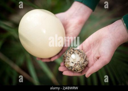 Walsrode, Allemagne. 13th avril 2022. Une employée de parc d'oiseaux tient le petit œuf d'un colibri dans un nid et le gros œuf d'un autruche entre ses mains. Pâques est également un moment spécial au Weltvogelpark Walsrode. Bon nombre des quelque 4 000 oiseaux de 650 espèces sont dus à la progéniture. Credit: Sina Schuldt/dpa/Alay Live News Banque D'Images