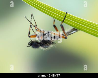 Gros plan d'une mouche de mars (Bibio vestitus) mâle colorée et velue, reposant sous une feuille de plante Banque D'Images