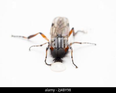 Gros plan d'une mouche de mars colorée (Bibio vestitus) avec de grands yeux, buvant d'une goutte de miel. Isolé Banque D'Images
