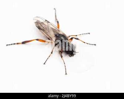 Jolie mouche de marche mâle (Bibio vestitus) de l'eau potable, de dessus, isolée Banque D'Images
