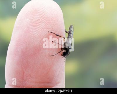 Petite mouche de marche mâle (Bibio vestitus) reposant sur le doigt d'une personne Banque D'Images