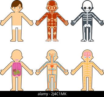 Anatomie du corps pour les enfants. Le squelette et les muscles, le système nerveux et les éléments infographiques du système circulatoire Illustration de Vecteur