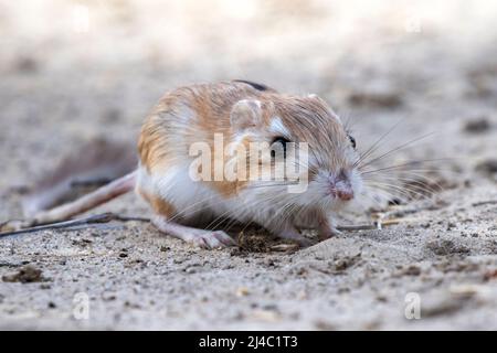 Rat de kangourou, désert de Mojave Banque D'Images