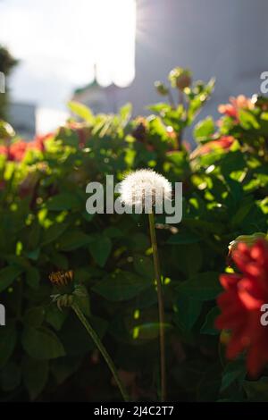 Le pissenlit pousse dans la ville parmi les buissons. Vue avant. Banque D'Images