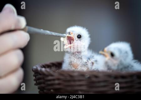 Walsrode, Allemagne. 13th avril 2022. De jeunes faucons nains à collier sont nourris dans la station pour jeunes animaux du parc ornithologique. Pâques est également un moment spécial au Weltvogelpark Walsrode. Bon nombre des quelque 4 000 oiseaux de 650 espèces sont dus à la progéniture. Credit: Sina Schuldt/dpa/Alay Live News Banque D'Images