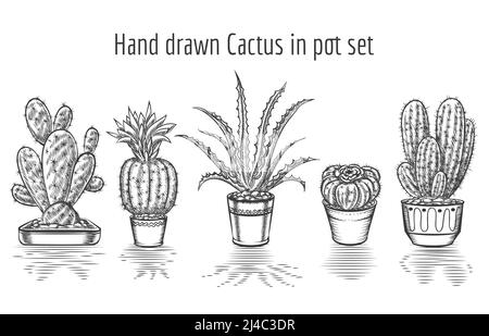 Cactus de beauté. Cactus dessinés à la main dans un pot. Graphique d'art végétal, élément floral. Illustration vectorielle Illustration de Vecteur