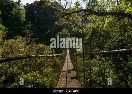 Pont suspendu dans la forêt tropicale, parc national du volcan Baru, montagnes du Chiriqui, Panama, Amérique centrale Banque D'Images