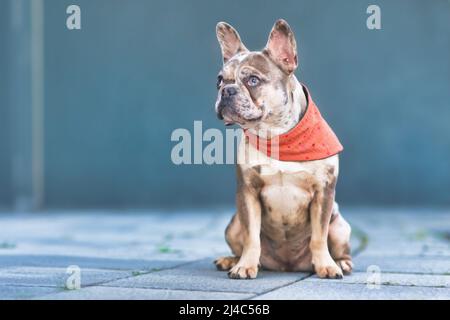 Chien à tête de chien français merle assis portant un mouchoir rouge Banque D'Images