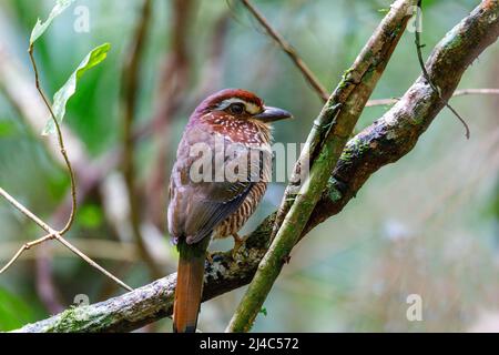 Brachypteracias leptosomus, un roller à pattes courtes, perché dans un arbre de la forêt tropicale de Madagascar. Parc national de Masoala, Africa Wildlife Banque D'Images