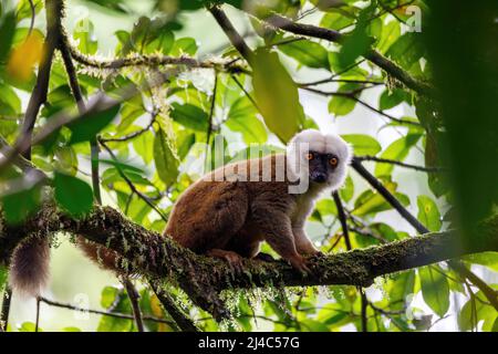 Lémurien endémique à tête blanche (Eulemur albifrons) sur une branche à Madagascar nature sauvage. La réserve de la forêt de Masoala. La faune de Madagascar Banque D'Images