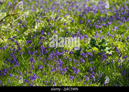 Bluebells sur le domaine de Goodwood à Sussex. Date de la photo: Mercredi 13 avril 2022. Banque D'Images