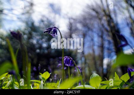 Bluebells sur le domaine de Goodwood à Sussex. Date de la photo: Mercredi 13 avril 2022. Banque D'Images