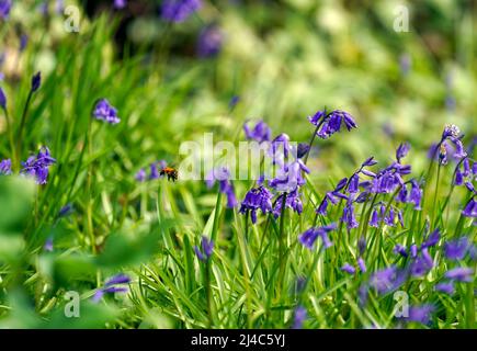 Bluebells sur le domaine de Goodwood à Sussex. Date de la photo: Mercredi 13 avril 2022. Banque D'Images