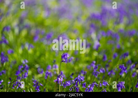 Bluebells sur le domaine de Goodwood à Sussex. Date de la photo: Mercredi 13 avril 2022. Banque D'Images