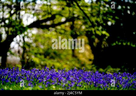 Bluebells sur le domaine de Goodwood à Sussex. Date de la photo: Mercredi 13 avril 2022. Banque D'Images