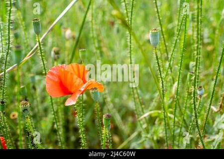 Fleur de pavot sauvage rouge, plante herbacée annuelle qui pousse dans les champs verts d'été. Banque D'Images