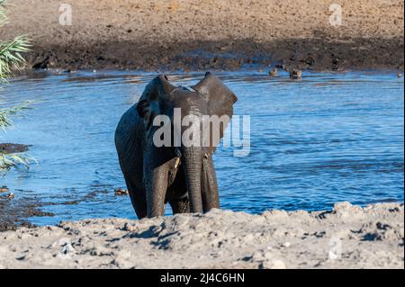 -Un éléphant d'Afrique Loxodonta africana- sortant d'un étang dans le parc national d'Etosha, Namibie, après avoir pris un bain. Banque D'Images