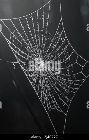 Une magnifique toile d'araignée blanche recouverte de givre se ferme sur fond sombre Banque D'Images