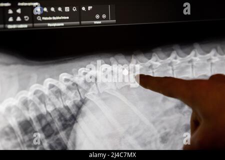 Przemysl, Pologne. 12th avril 2022. Jakub Kotowicz (M), vétérinaire, signale une radiographie du chien Vira dans la clinique vétérinaire 'Ada', où une balle dans la colonne vertébrale peut être vue. Le chien Vira a été blessé par une balle dans sa colonne vertébrale dans le Donbass il y a deux à trois ans. Comme une ablation chirurgicale est trop dangereuse, différentes thérapies devraient stimuler la fonction des jambes postérieures. (À dpa: 'Comment un chien de tir de l'Ukraine apprend à marcher en Pologne') Credit: Christoph Soeder/dpa/Alamy Live News Banque D'Images