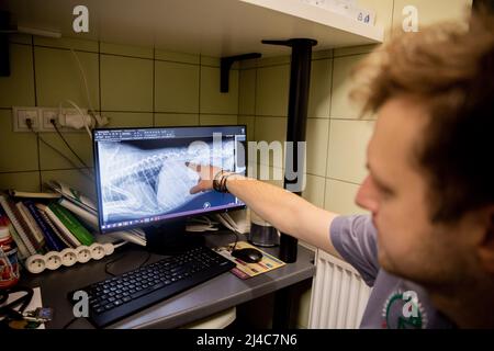 Przemysl, Pologne. 12th avril 2022. Jakub Kotowicz (M), vétérinaire, signale une radiographie du chien Vira dans la clinique vétérinaire 'Ada', où une balle dans la colonne vertébrale peut être vue. Le chien Vira a été blessé par une balle dans sa colonne vertébrale dans le Donbass il y a deux à trois ans. Comme une ablation chirurgicale est trop dangereuse, différentes thérapies devraient stimuler la fonction des jambes postérieures. (À dpa: 'Comment un chien de tir de l'Ukraine apprend à marcher en Pologne') Credit: Christoph Soeder/dpa/Alamy Live News Banque D'Images