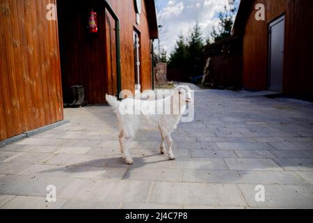 Przemysl, Pologne. 12th avril 2022. Billy Sasha, un chèvre âgé d'un mois, marche dans les locaux de la clinique vétérinaire 'Ada'. Billy chèvre Sasha est venu de la région autour de la ville ukrainienne de Lviv avec des sabots avant endommagés. Avec les jambes tortravers, il ne pouvait pas boire à la pis. Avec l'aide des attelles, entre autres choses, ses jambes avant ont été redressées pour qu'il puisse marcher à nouveau. Dans la clinique de Przemysl, en Pologne, les vétérinaires et les gardiens traitent les animaux malades et blessés en provenance d'Ukraine. Credit: Christoph Soeder/dpa/Alay Live News Banque D'Images