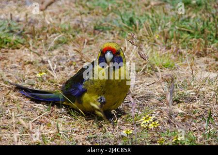 Rose verte (Platycercus caledonicus), perroquet à large queue de Tasmanie Banque D'Images