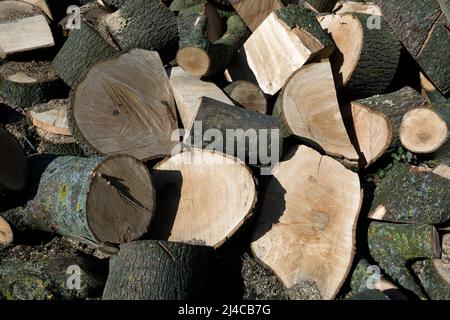 Sections de bois d'un gros frêne abattu, Warwickshire, Royaume-Uni Banque D'Images