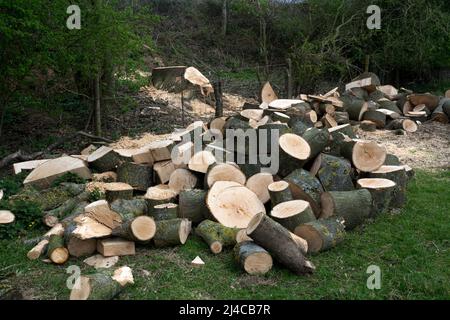 Sections de bois d'un gros frêne abattu, Warwickshire, Royaume-Uni Banque D'Images