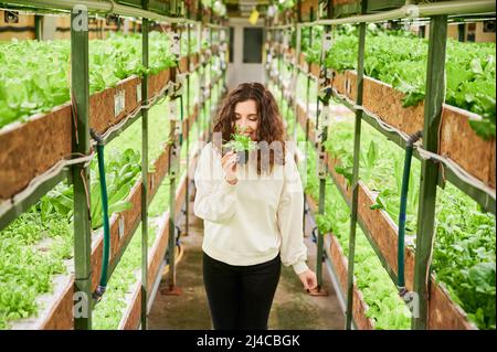 Femme souriante qui apprécie le parfum de verts frais et verdoyants en serre. Femme tenant pot avec plante verte et odeur de feuille aromatique tout en se tenant dans l'allée entre les étagères avec des plantes. Banque D'Images